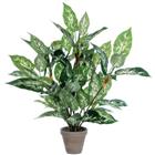 Dieffenbachia - Vepabins