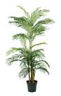 Palm Areca Golden Cane, 190 cm | groen | VB 933164