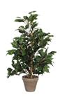Ficus Exotica 65cm | groen | VB 800633