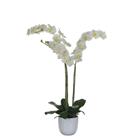 Phalaenopsis orchidee 100cm | groen, wit | VB 346932