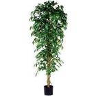 Ficus Benjamina 210cm - Vepabins